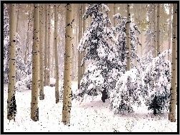 Drzewa, Śnieg, Las